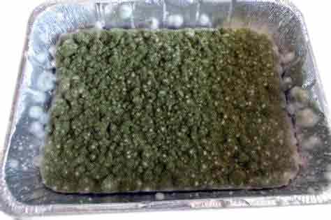 Aspergillus-Oryzae